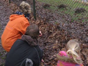 Aziatische klauwotters zijn erg actief